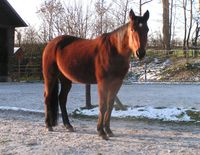 Ronja